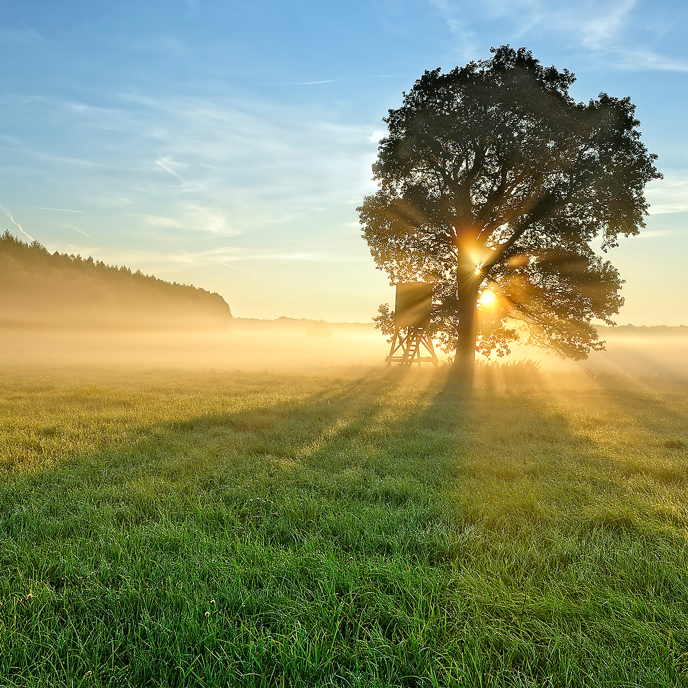 Brume et rosée du matin