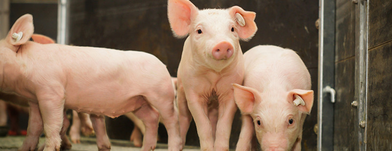 Die optimale Luftfeuchtigkeit: das A und O in der Schweinehaltung