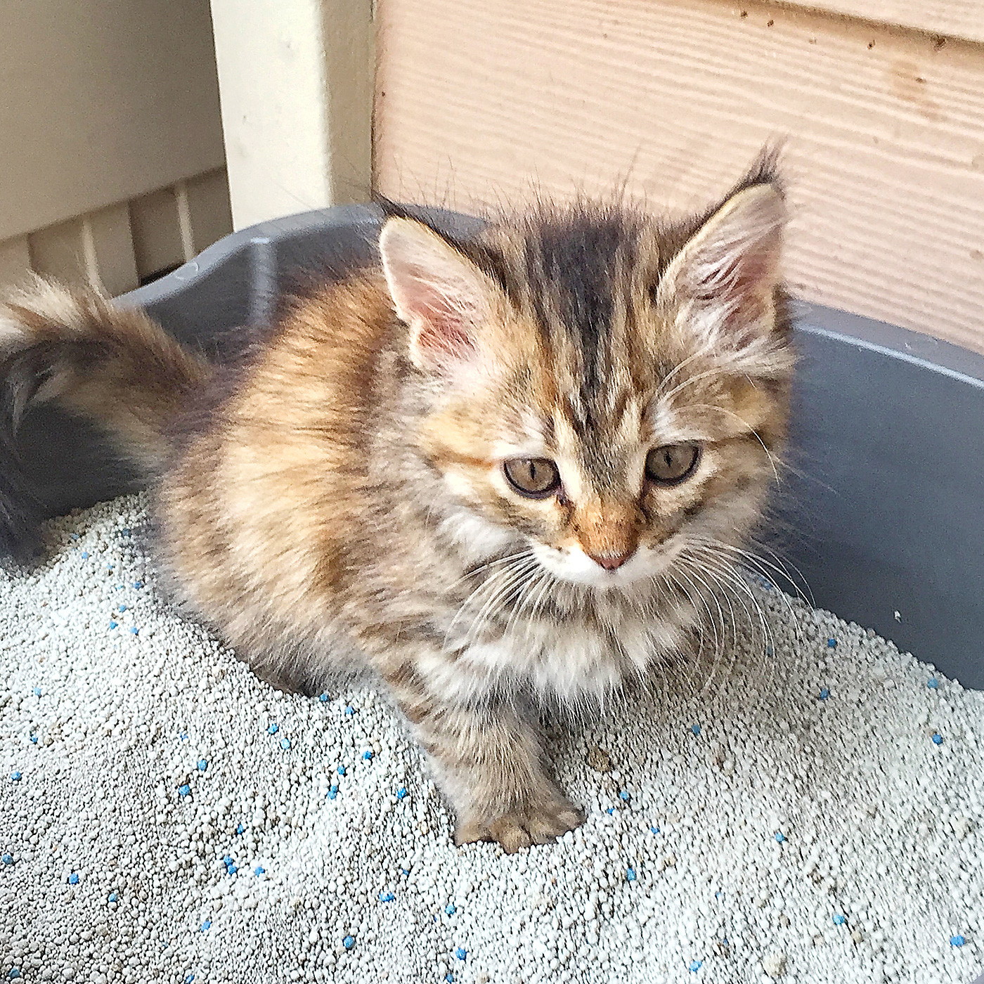 Incluso la arena para gatos sigue el principio de la adsorción.