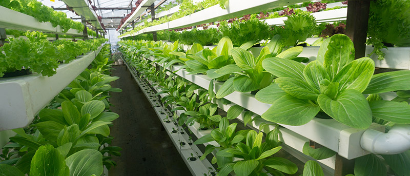 Vertical Farming & Indoor Gardening mit Hydroponik-Trotec